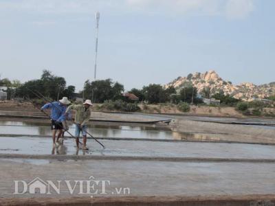 Muối tăng giá, diêm dân Ninh Thuận lãi 10 triệu đồng/ha