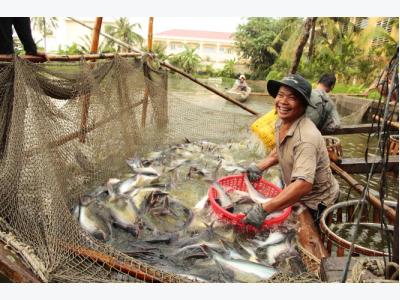 Trung Quốc tăng nhập khẩu cá tra Việt Nam