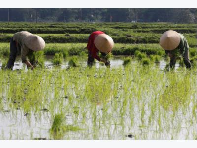 Vietnams Jan-Feb rice export volume dips, value slides faster