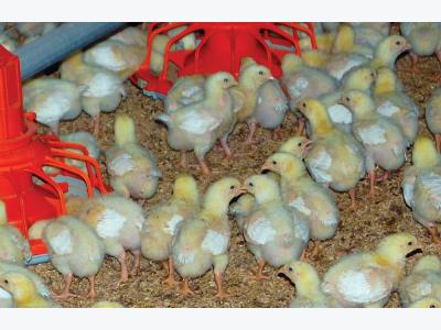 The tipping point for antibiotics in broiler production