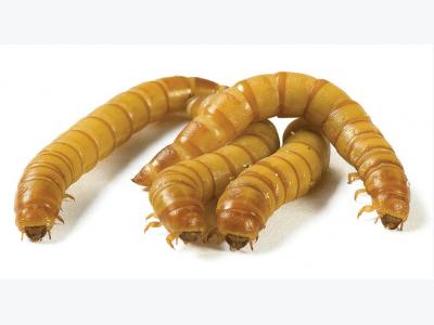 Fly larvae protein in animal feed