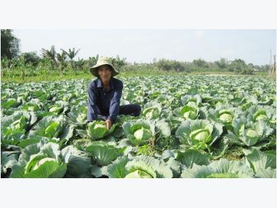 Trên những cánh đồng vàng ở Quảng Ngãi
