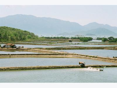 Vietnams shrimp industry faces rough year with $3.4 bln export target