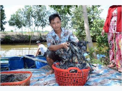 Tôm càng xanh cứu lúa ở Vĩnh Thuận