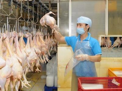 Vietnamese chicken breasts to be exported to Japan