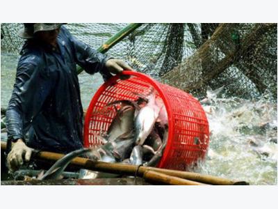 Xuất khẩu gặp khó, cá tra Việt Nam muốn đột phá ở thị trường nội địa