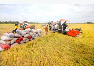 Xuất khẩu gạo Việt thêm áp lực