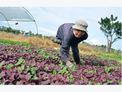 Đà Nẵng tăng tốc làm nông nghiệp hữu cơ