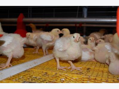 The pluses and minuses of broiler colonies