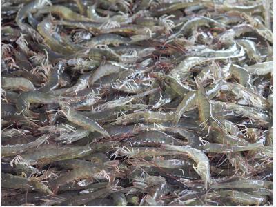 Four AHPND strains identified on Latin American shrimp farms