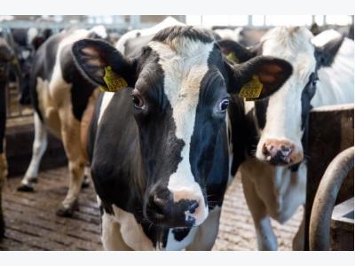 Feeding strategies and heat stress in dairy cows