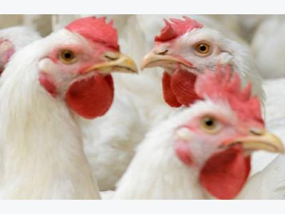 USDA rules aim to regulate poultry integrators, growers