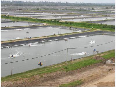 Proper water circulation in aquaculture ponds critical