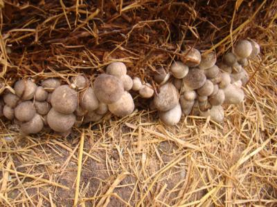 Người dân trồng nấm rơm loay hoay tìm nguồn giống chất lượng