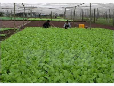 RoK helps Quang Tri develop organic farming