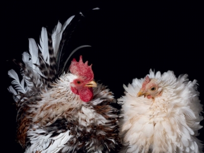 How to Raise Chickens for Farm-Fresh Eggs