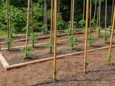 How to Grow Your Own Tomatoes, Part 3: Staking, Training and Pruning