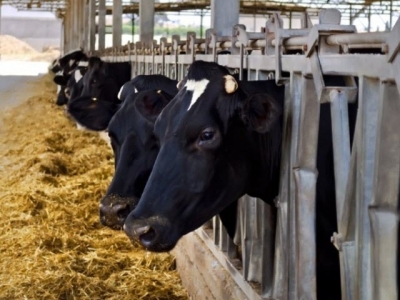 Yeast may boost digestion, reduce health risks for dairy cows on high starch diets