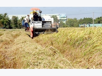 Rice, rubber export strongly increases