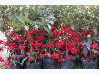 Trồng cây kim ngân lượng mang tài vận, phú quý cho gia chủ