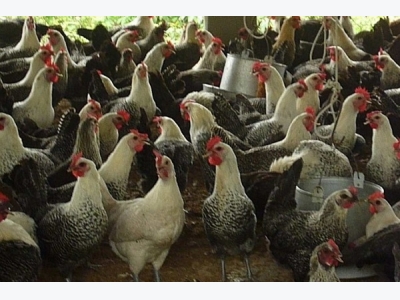 Kỹ thuật nuôi gà Ai Cập siêu trứng giúp người nông dân tiền đẻ ra tiền