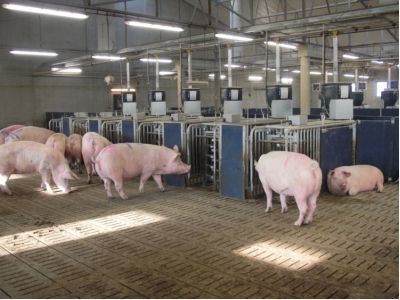 Dietary net energy levels may boost feed efficiency