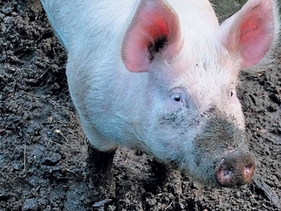 Understanding the role of the boar in breeding