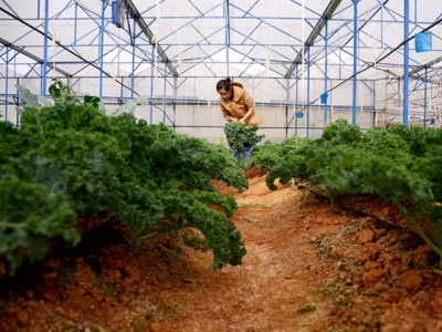 Thu nhập cao từ mô hình giống rau mới nhập nội - cải xoăn Kale
