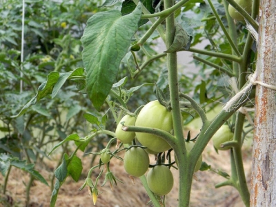 How to Grow Your Own Tomatoes Part 4: Disease Prevention