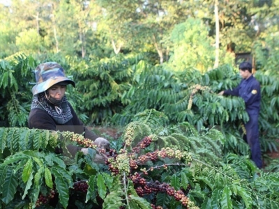 Vietnam, Indonesia step up cooperation in coffee sector