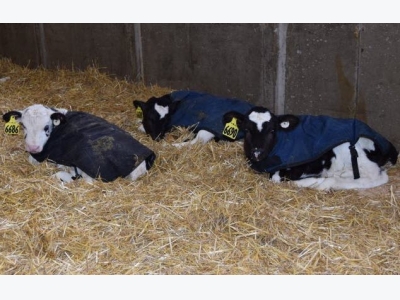 Dairy farmers offer advice for successful calf programs