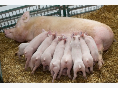 Nutritional research focus of new Kent swine facility