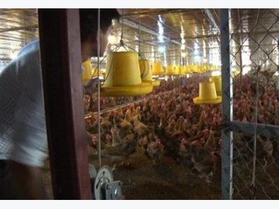 Ứng dụng công nghệ sinh học nuôi gà đẻ trứng, lãi trên 700 triệu đồng/năm