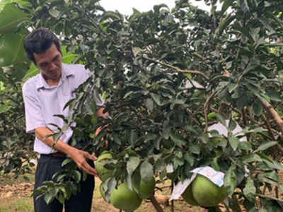 Pomelo festival readied at Bach Dang Commune, Tan Uyen Town