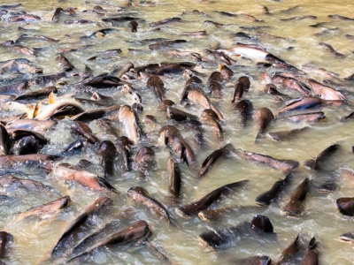 Promising forecast for Vietnamese pangasius