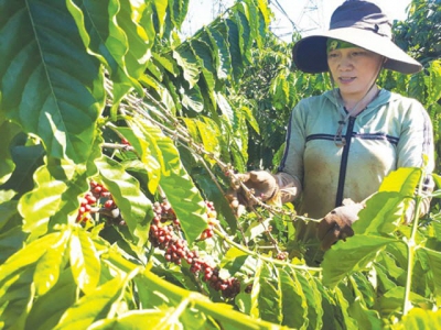 Search The sad year of coffee exports