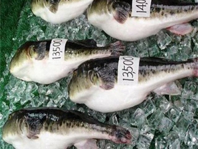 Khánh Hoà firm to export puffer fish