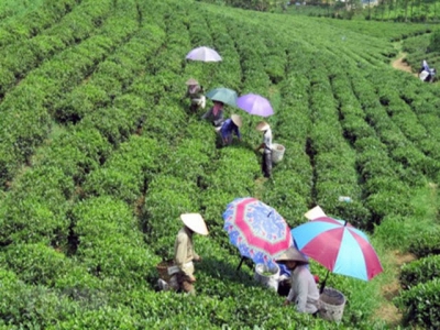 Tea sector urged to improve product quality amid growing supply source