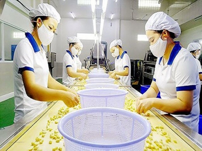 Vietnams cashew exports rank first worldwide in 2018