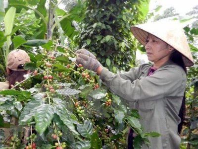 Vietnams coffee exports to Algeria rise sharply