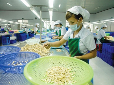 Vietnam retains its position as worlds leading cashew exporter