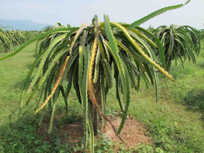 Kỹ thuật trồng cây thanh long nhanh ra nhiều quả chất lượng cao
