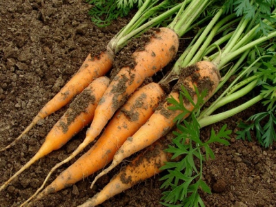 Successful carrot fertilisation