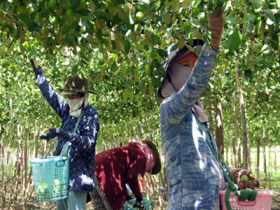 Ninh Thuận switches increasingly to drought-resistant crops