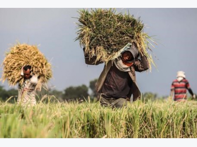 EU set to impose tariffs on rice imports from Cambodia, Myanmar