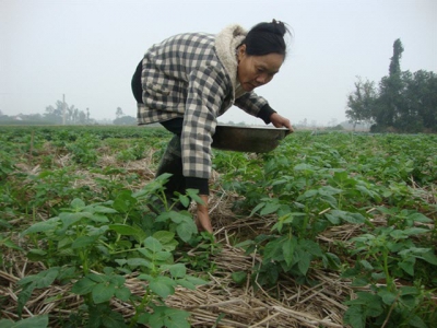 Chăm bón khoai tây bằng phân bón đa yếu tố NPK Văn Điển