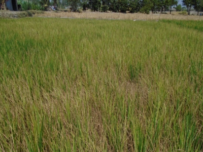 Một số giải pháp xử lý ngộ độc mặn cho cây lúa