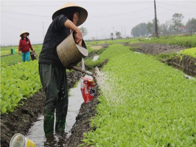 Chăm sóc, bảo vệ hoa màu sau tết