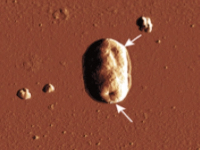 Development of 1-monoglycerides against AHPND