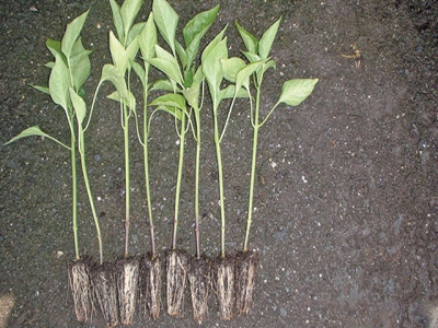 Producing capsicum seedlings in soil beds